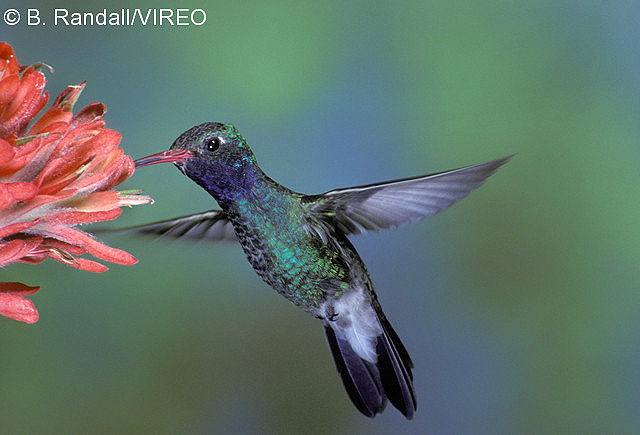 Broad-billed Hummingbird r15-3-011.jpg
